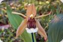 Coelogyne lawrenceana x salmonicolor